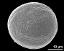 polar distal view