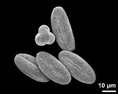 dry pollen grains