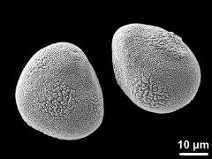 hydrated pseudomonads