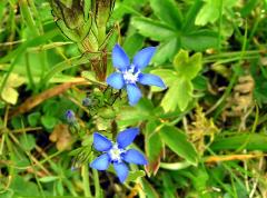 flowers of Gentiana bavarica