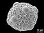 hydrated pollen grain