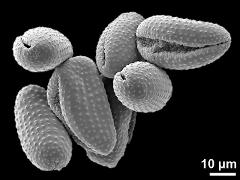 dry pollen grains