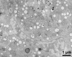 vegetative nucleus