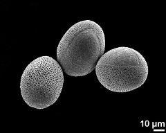 hydrated pollen grains