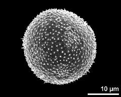 hydrated pollen grain