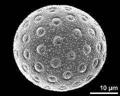 hydrated pollen grain