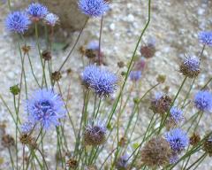 inflorescence(s)