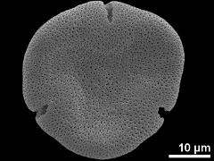 acetolyzed pollen,polar view