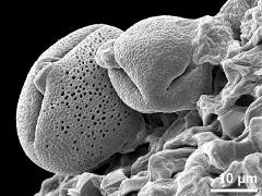 dry pollen