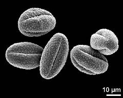 dry pollen grains