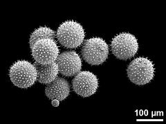 dry pollen grains