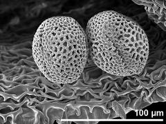 dry pollen grains