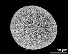 hydrated pollen grain