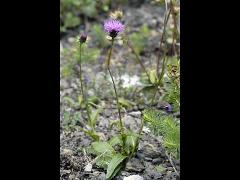 habitus