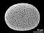 polar proximal view