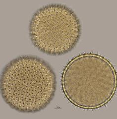 hydrated Pollen