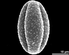 dry pollen grain in equatorial view