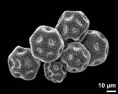 dry pollen grains