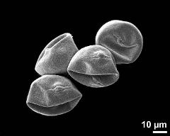 dry pollen grains