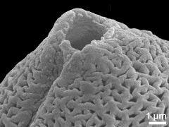 Sculpture along colpi