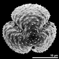 polar view of dry pollen grain