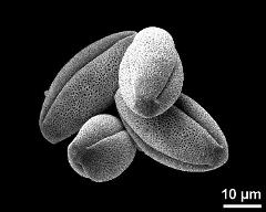 dry pollen grains