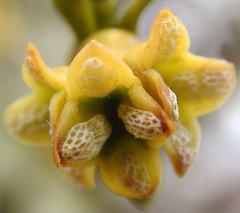 detail of flower(s)