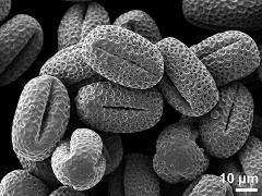 dry pollen grains