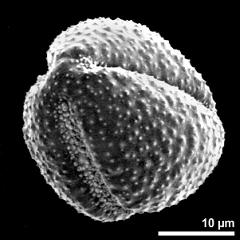 polar view of dry pollen grain