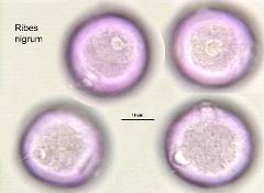 hydrated pollen