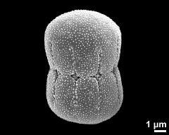 dry pollen grain in equatorial view