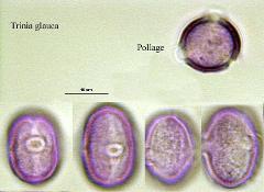 hydrated pollen