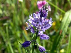 inflorescence(s)