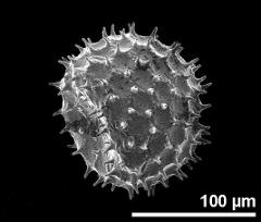 dry pollen grain