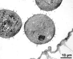 pollen grain in cross section