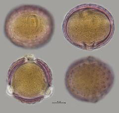 hydrated pollen