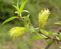 male flowers