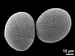hydrated pollen grains