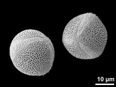 hydrated pollen grains