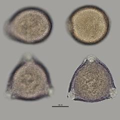 hydrated pollen
