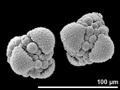 hydrated tetrads