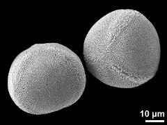 hydrated pollen grains