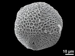 hydrated pollen,oblique view,polar view