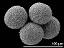 hydrated pollen