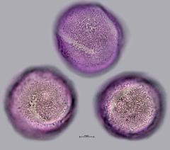 hydrated pollen