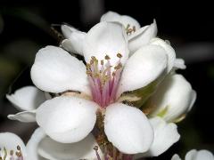 detail of flower(s)