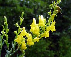 flowers of Linaria genistifolia