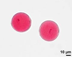 pollen grains with generative cell and vegetative nucleus