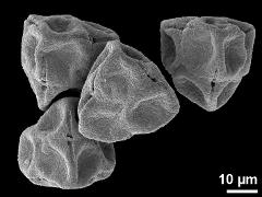 dry tetrads