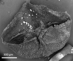 dry pollen